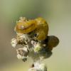 Cionus sp.